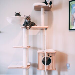 KäpaTark Kassi Kraapimispuu