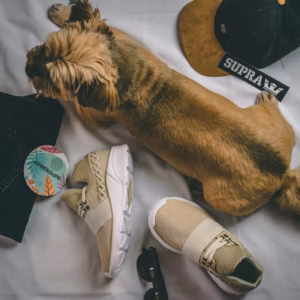 KäpaTark Lemmikloomade Külmakaitsejalatsid