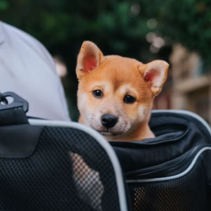 KäpaTark Lemmikloomade Reisikott