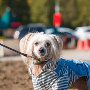 KäpaTark Lemmikloomade Jalutusrihm